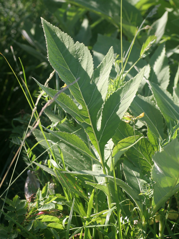 Rhaponticum bicknellii / Fiordaliso di Bicknell